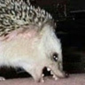 Meet your Posher, Kristen